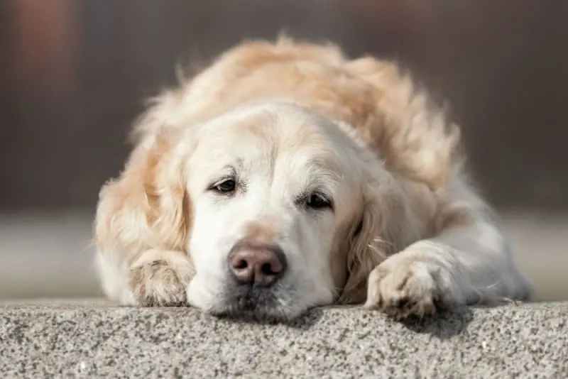 Joint Pain in Dogs: Signs, Causes, & Treatment Joint Pain in Dogs: Signs, Causes, & Treatment