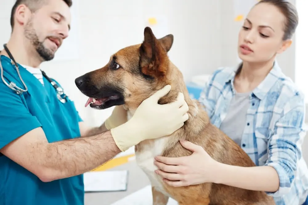 Can Acupuncture Help My Pet Feel Better? Can Acupuncture Help My Pet Feel Better?