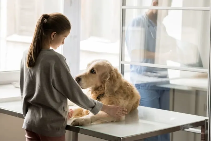 A young girl comforting a Golden Retriever lying on a metal exam table, while a veterinarian in blue scrubs is visible through a glass partition in the background. A young girl comforting a Golden Retriever lying on a metal exam table, while a veterinarian in blue scrubs is visible through a glass partition in the background.