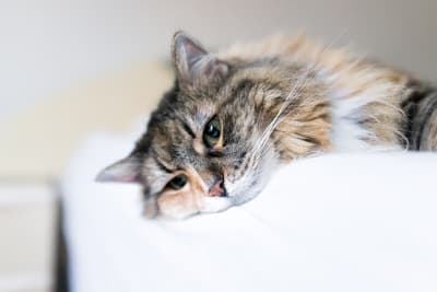 Signs & Symptoms of a Sick Cat
