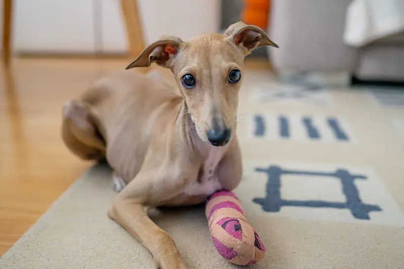 How To Help Your Dog's Bones Heal Properly After a Break