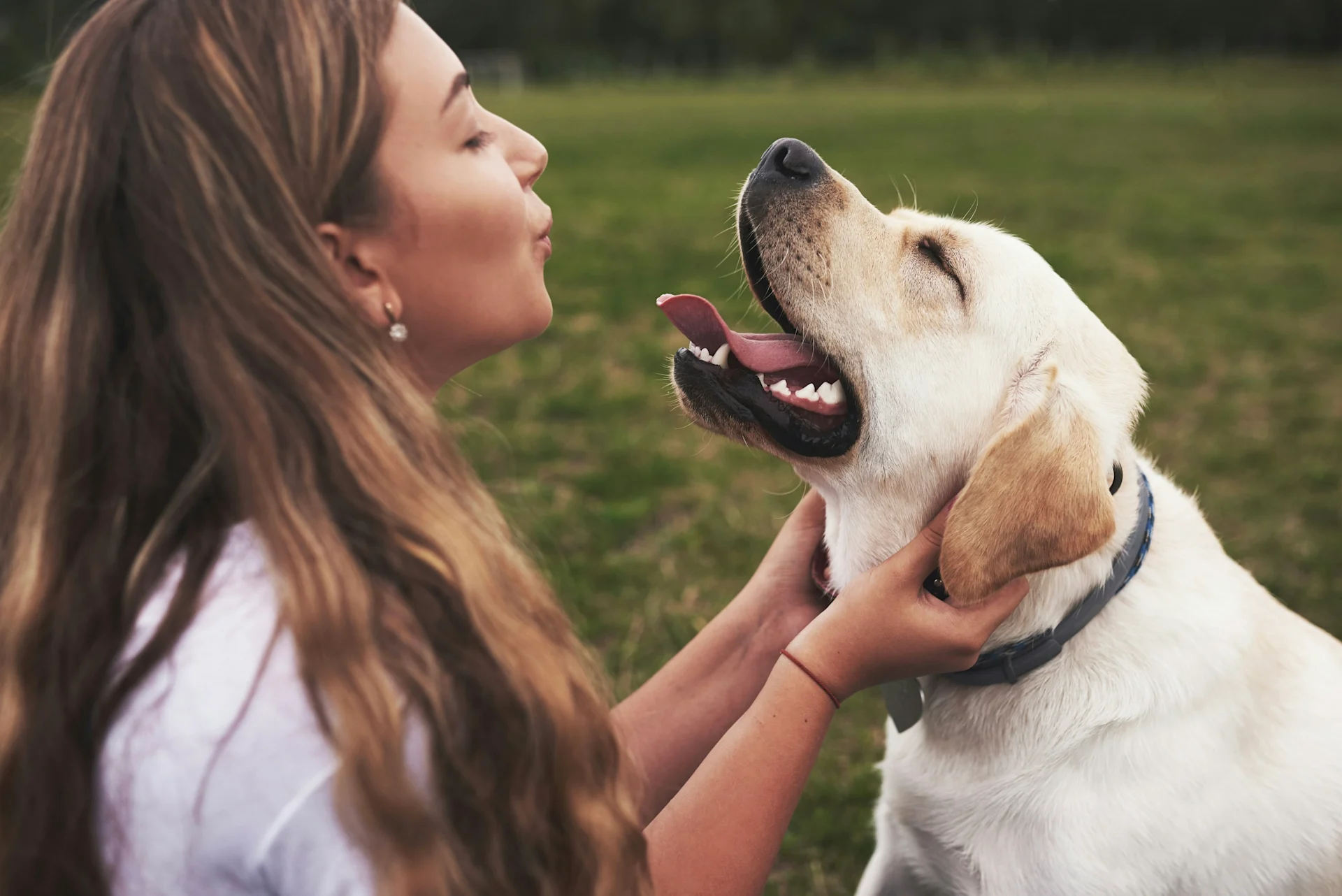 Strong bond between dog owner and happy Labrador at the park.