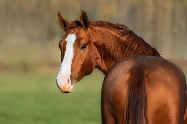 A stunning chestnut horse with a prominent white blaze looking back over its shoulder while standing in a green pasture. A stunning chestnut horse with a prominent white blaze looking back over its shoulder while standing in a green pasture.
