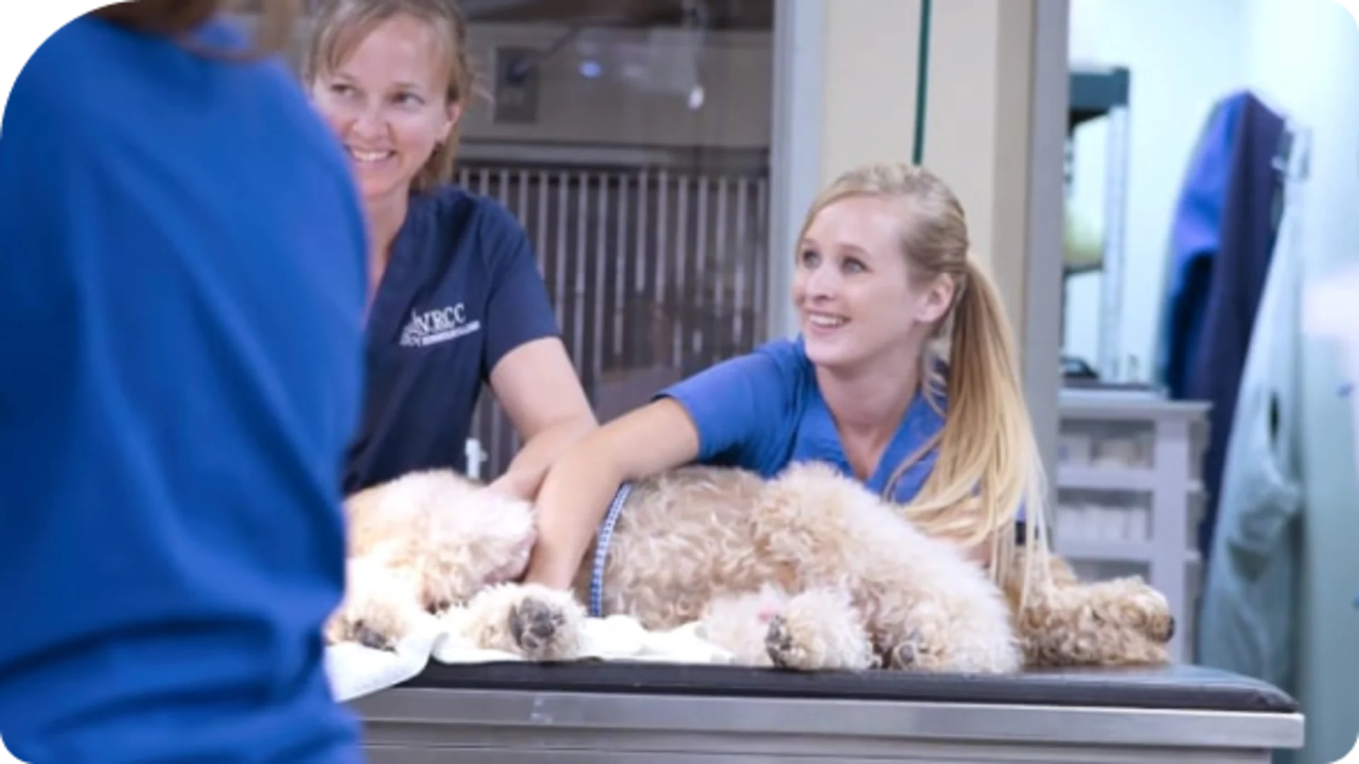 Veterinarians smiling while examining a fluffy golden-doodle dog on an exam table.