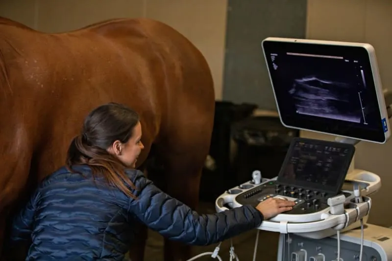 Veterinary professional performing an ultrasound on a horse, with the diagnostic imaging visible on a large monitor in a clinical setting. Veterinary professional performing an ultrasound on a horse, with the diagnostic imaging visible on a large monitor in a clinical setting.