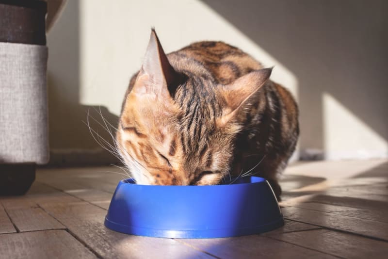 Diet for Cats With Hyperthyroidism