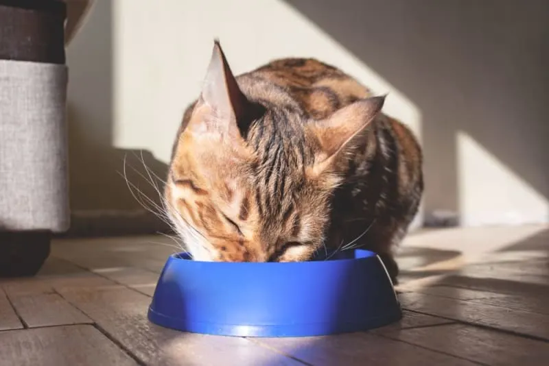 Diet for Cats With Hyperthyroidism Diet for Cats With Hyperthyroidism