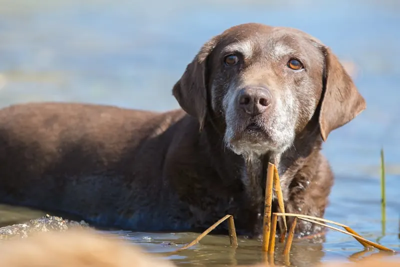 Symptoms of Osteoarthritis in Dogs & How It's Treated