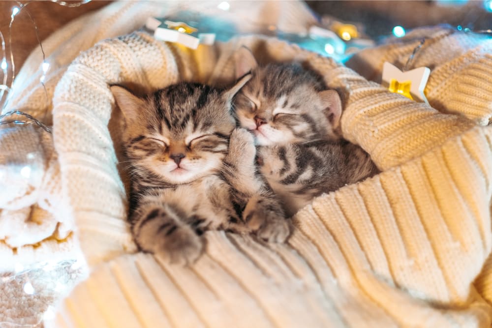 Newborn Kittens: When Do Kittens Open Their Eyes?