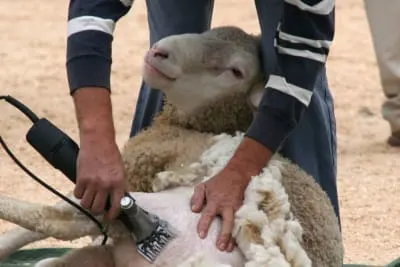 A person using electric shears to shave the thick wool off a sheep's belly, while the sheep is held in a seated position.