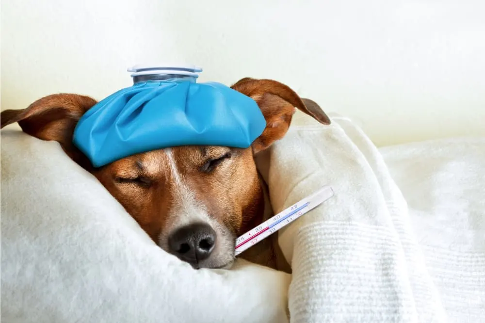 Fever in Dogs Fever in Dogs