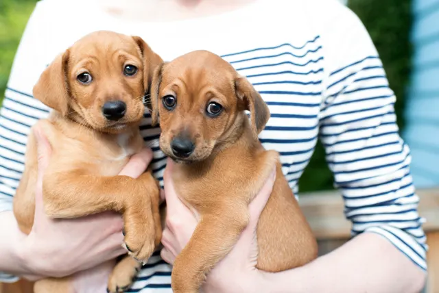 Two Rhodesian Ridgeback puppies (likely mixes) being held, showing off their beautiful wheaten coats and expressive, slightly "worried" puppy eyes. Two Rhodesian Ridgeback puppies (likely mixes) being held, showing off their beautiful wheaten coats and expressive, slightly "worried" puppy eyes.