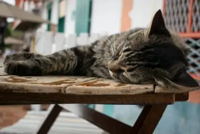 How to Tell if Your Cat Has Parvovirus Symptoms How to Tell if Your Cat Has Parvovirus Symptoms