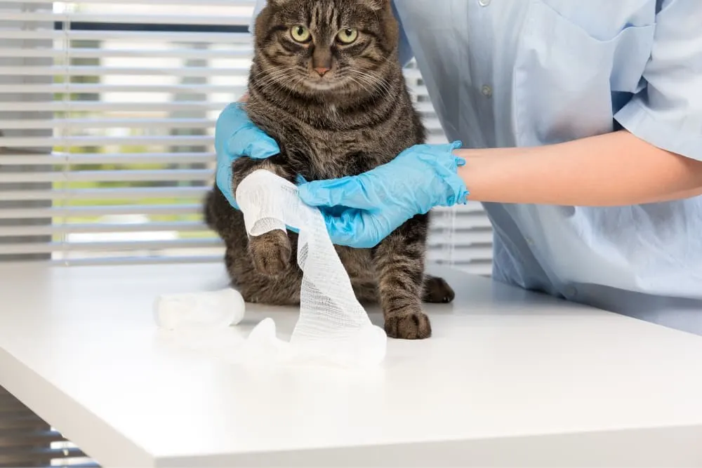How can I help my cat with recovering after surgery? How can I help my cat with recovering after surgery?