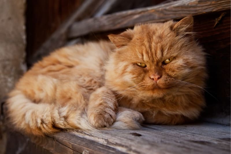 Geriatric Pets: Aging in Cats