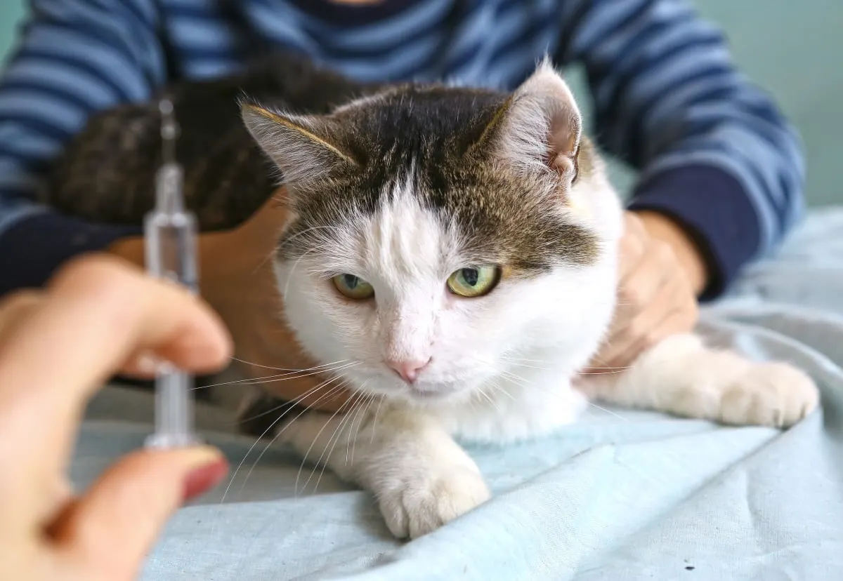 Rabies Symptoms in Cats Rabies Symptoms in Cats