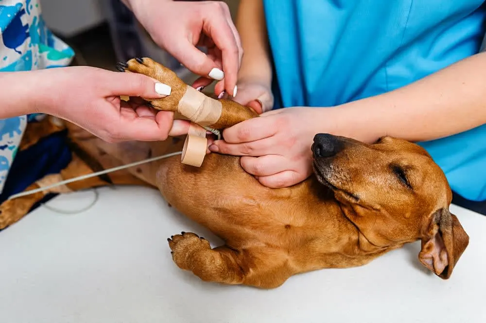 ECG for Pets ECG for Pets