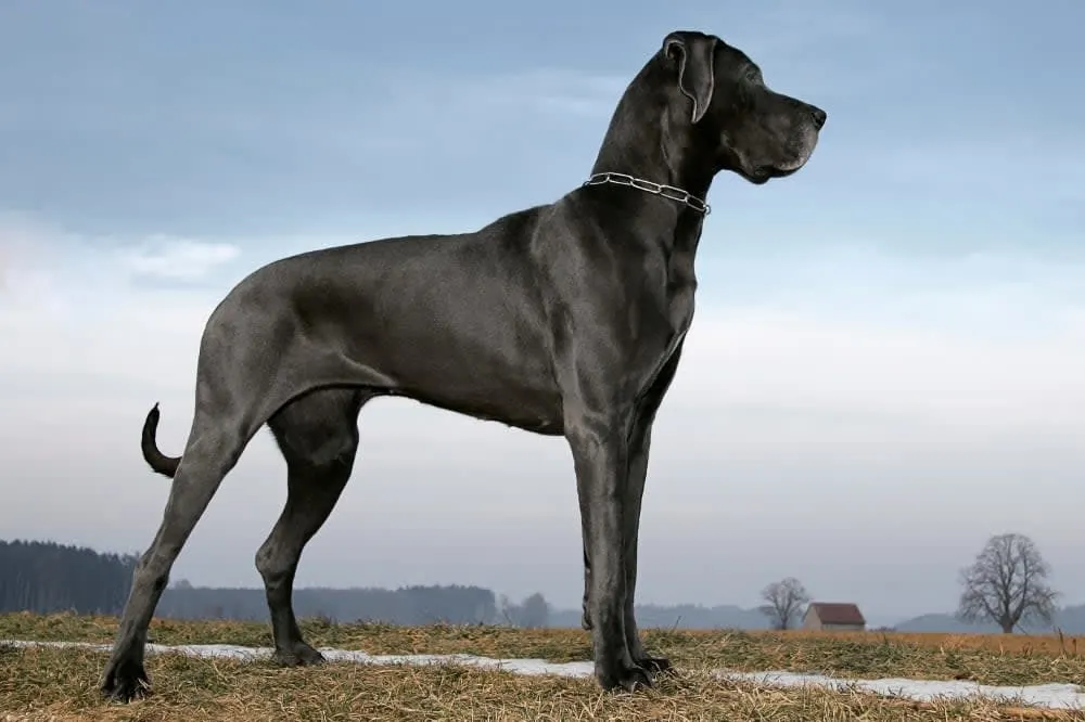 Chronic Hepatitis in Dogs: Symptoms, Treatment, & Prognosis Chronic Hepatitis in Dogs: Symptoms, Treatment, & Prognosis