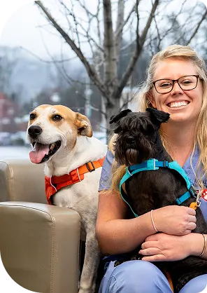 Happy female veterinarian holding a small black dog in a blue harness and sitting beside a happy white and brown dog in an orange harness.