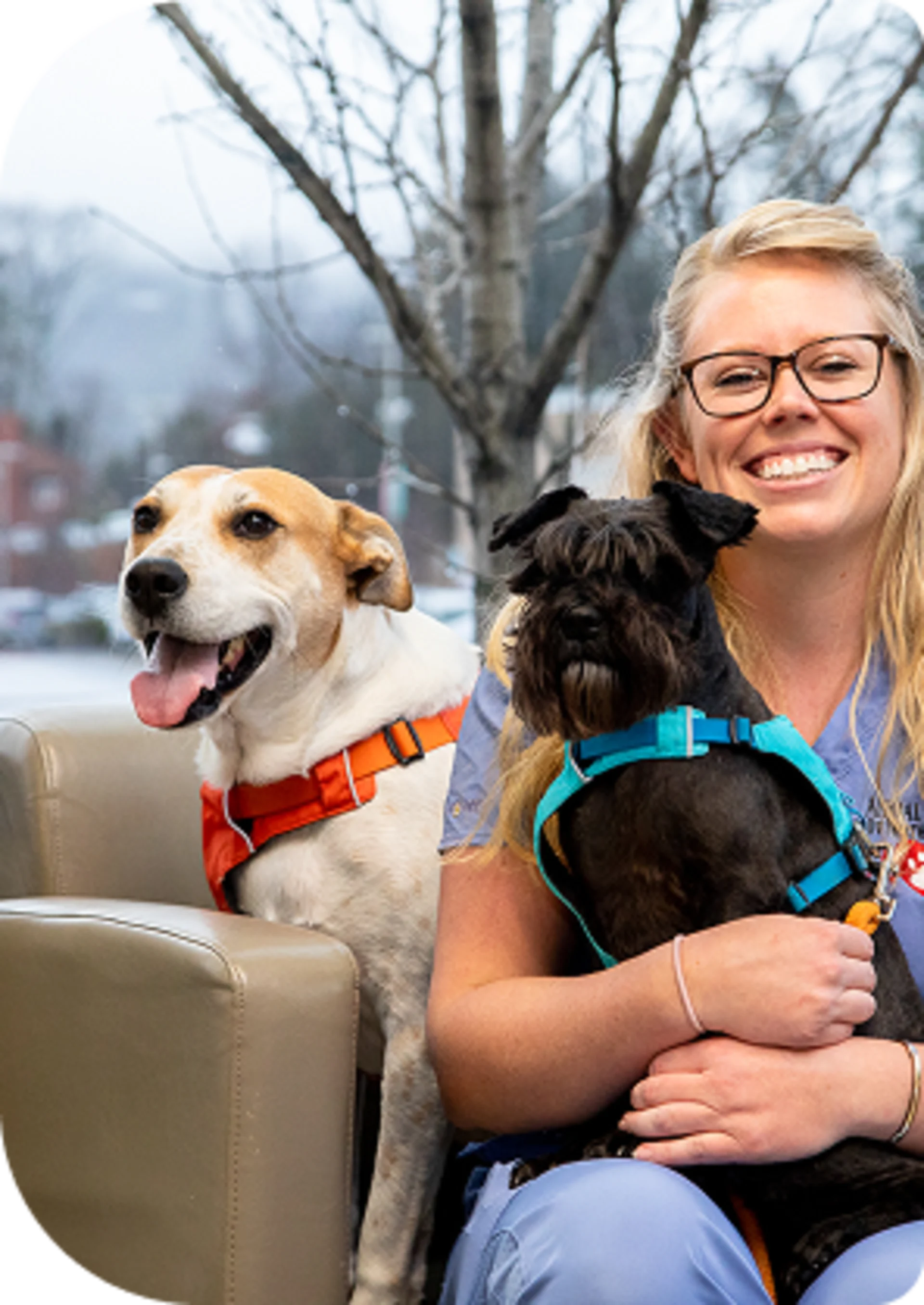 Happy female veterinarian holding a small black dog in a blue harness and sitting beside a happy white and brown dog in an orange harness.