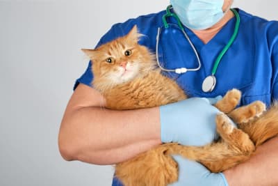 PU Surgery in Cats & Recovery Process PU Surgery in Cats & Recovery Process