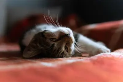 Cats & Colds: Can They Get Them & What To Do?