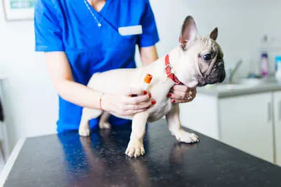 Understanding Blood Tests for Dogs