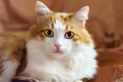 Cat Teeth Cleaning: How to Clean Cat's Teeth?