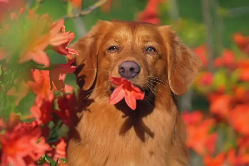 The Prevention of Periodontal Disease in Dogs The Prevention of Periodontal Disease in Dogs