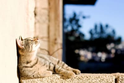 Heatstroke in Cats