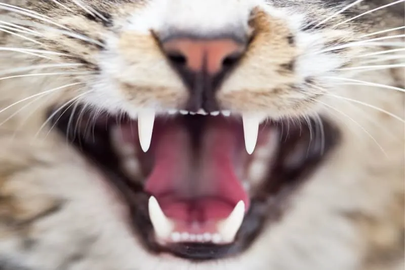 Why does my cat's breath smell bad? Why does my cat's breath smell bad?