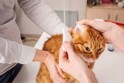 Ear Mites in Cats: Causes, Treatment & Prevention