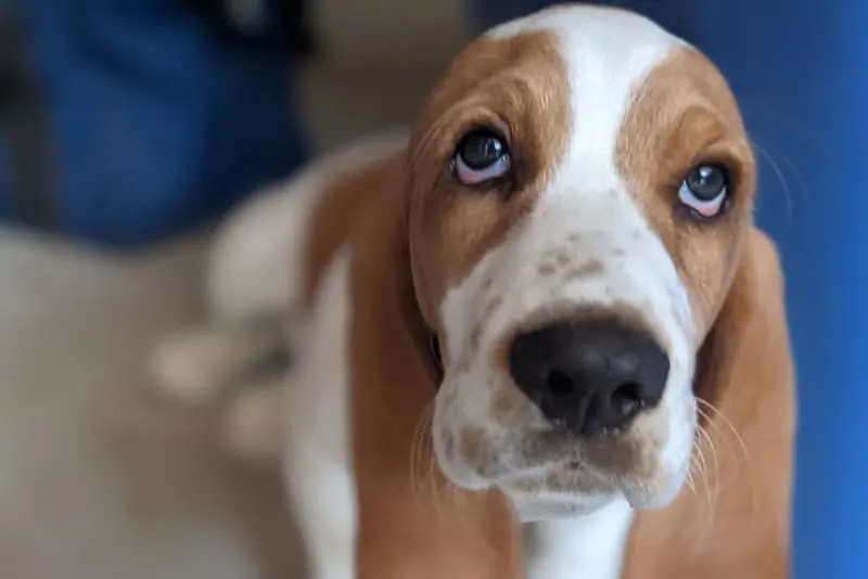 The Benefits of Endoscopy for Diagnosing GI Issues in Pets