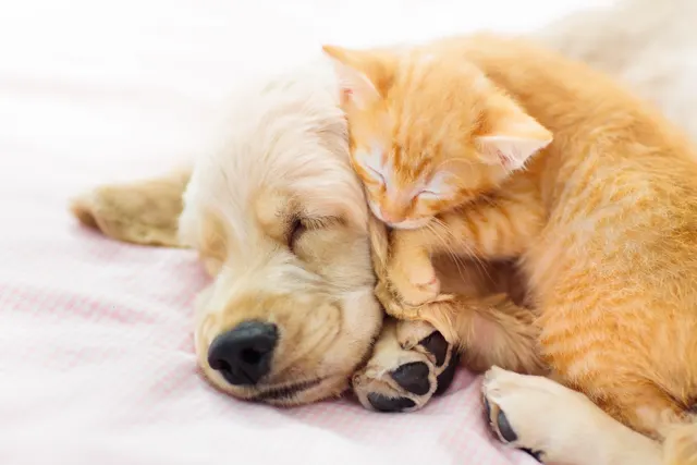 A golden puppy and an orange kitten sleeping soundly together on a pink and white checkered blanket. A golden puppy and an orange kitten sleeping soundly together on a pink and white checkered blanket.