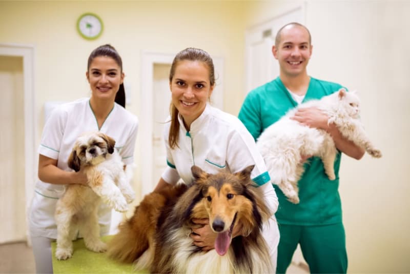 Making the Most of Your Pet's Routine Exam: What to Ask Your Vet Making the Most of Your Pet's Routine Exam: What to Ask Your Vet