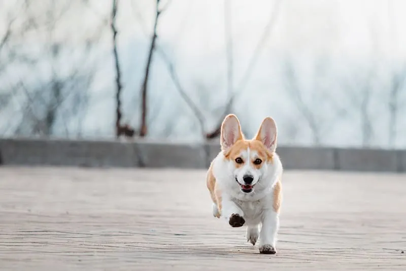 Understanding Your Dog's Blood Tests