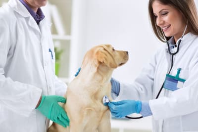 Why Are Regular Veterinary Checkups Important? Why Are Regular Veterinary Checkups Important?