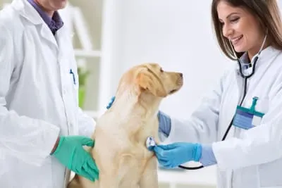 Why Are Regular Veterinary Checkups Important?