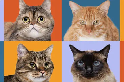 15 Cute Cat Breeds For Your And Your Family