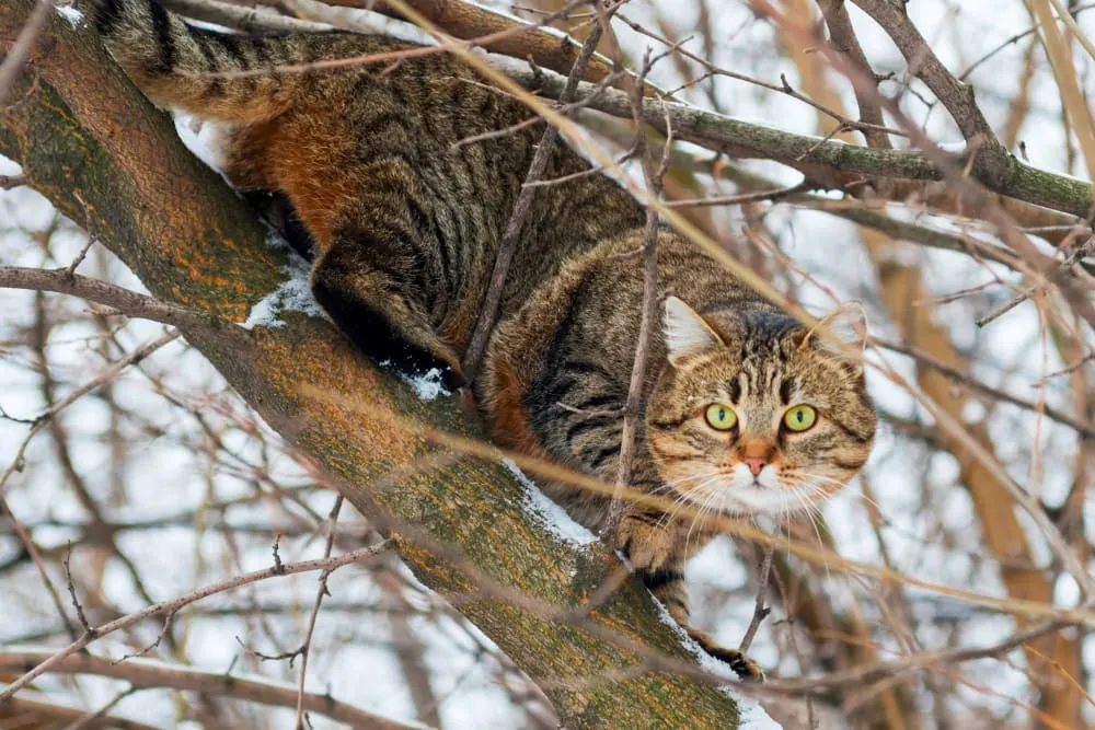 How Can My Cat Get Rabies? How Can My Cat Get Rabies?