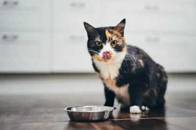 A Pet Parent's Guide to Probiotics for Cats
