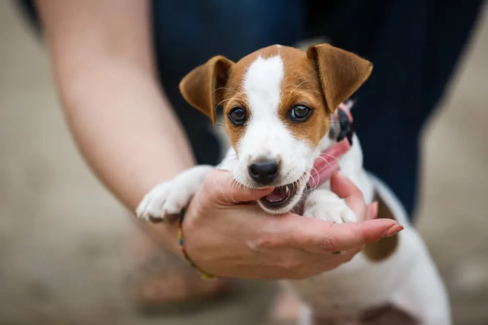 How to Stop Your Puppy From Biting How to Stop Your Puppy From Biting