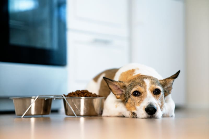 The Best Dog Food for Your Senior Dog The Best Dog Food for Your Senior Dog