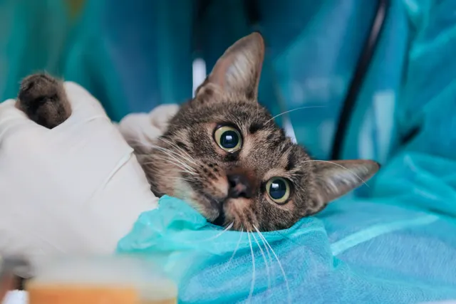 A wide-eyed tabby cat being held by a veterinary professional wearing a blue surgical gown and white gloves.