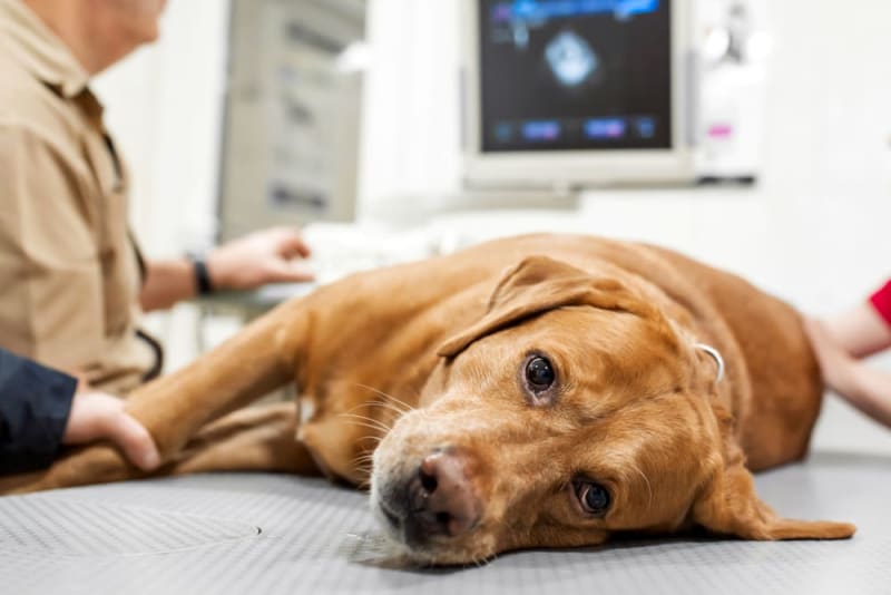Surgery in Dogs: Everything You Need to Know