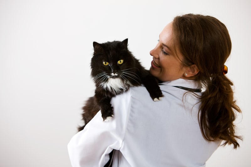 The Benefits of a CT Scanner For Pets
