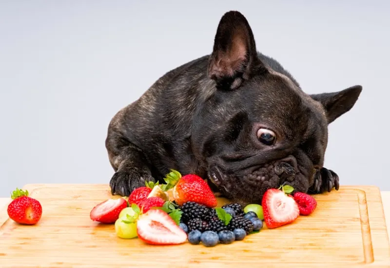 Which Fruit are Safe For Dogs to Eat