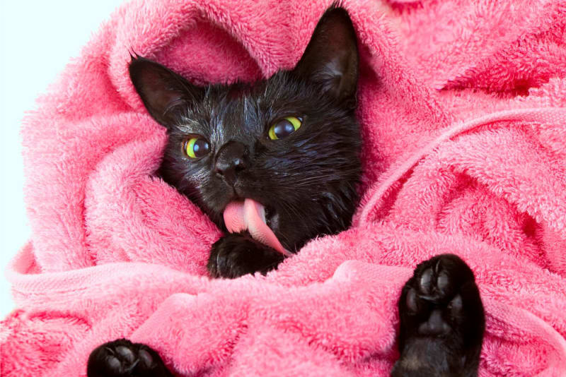 How To Bathe A Cat How To Bathe A Cat