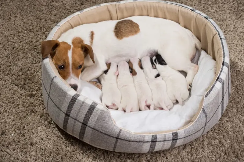 9 Common Reproductive Disorders: Female Dogs