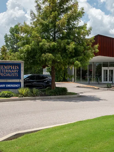 Exterior view of the Memphis Veterinary Specialists and Veterinary Emergency building entrance and sign on a sunny day.